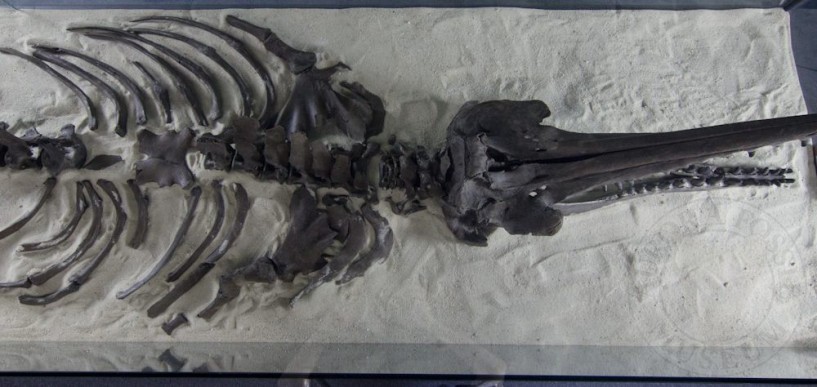 Aurora Fossil Museum » Collections